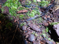 Fungi