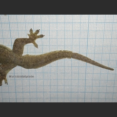 Hemidactylus platyurus