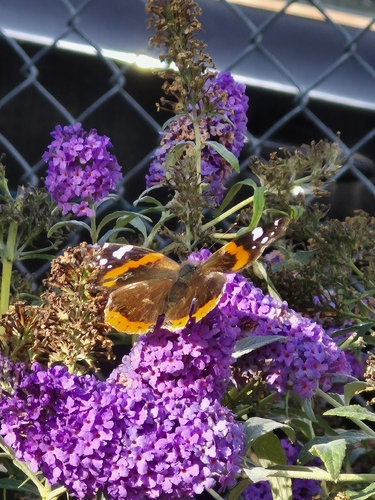 Red Admiral