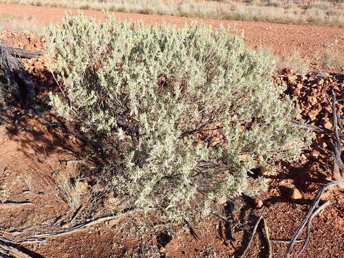 Eremophila bowmanii, 2026-09-19