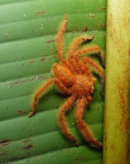Heteropoda davidbowie