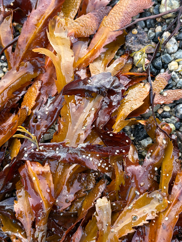 Saw Wrack