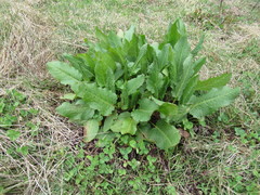 Rumex nepalensis