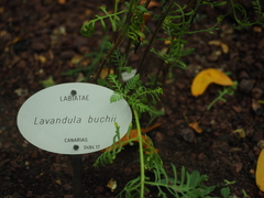 Lavandula buchii