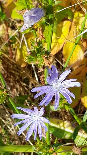 chicory