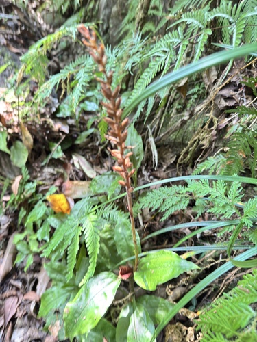 Goodyera rubicunda observed 2026-10-01