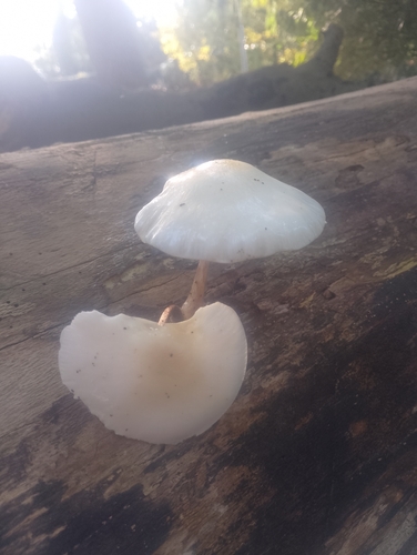 porcelain mushroom