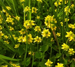 Halerpestes sarmentosa