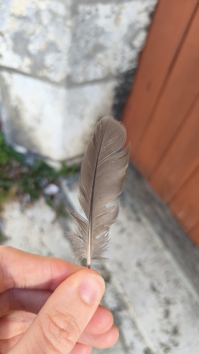 Plume de Râle d'eau
