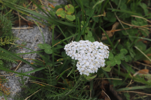 common yarrow