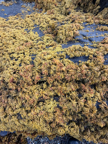 Channelled Wrack
