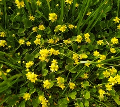 Halerpestes sarmentosa