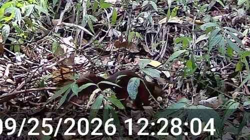 Rubrisciurus rubriventer