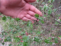 Rosa sericea