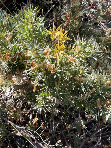Styphelia adscendens observed 2026-10-04