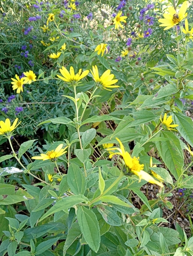 Jerusalem artichoke