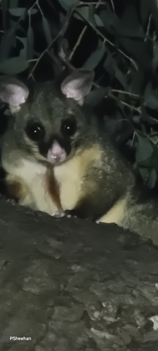 Eastern Brush-tailed Possum
