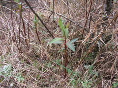 Euphorbia griffithii