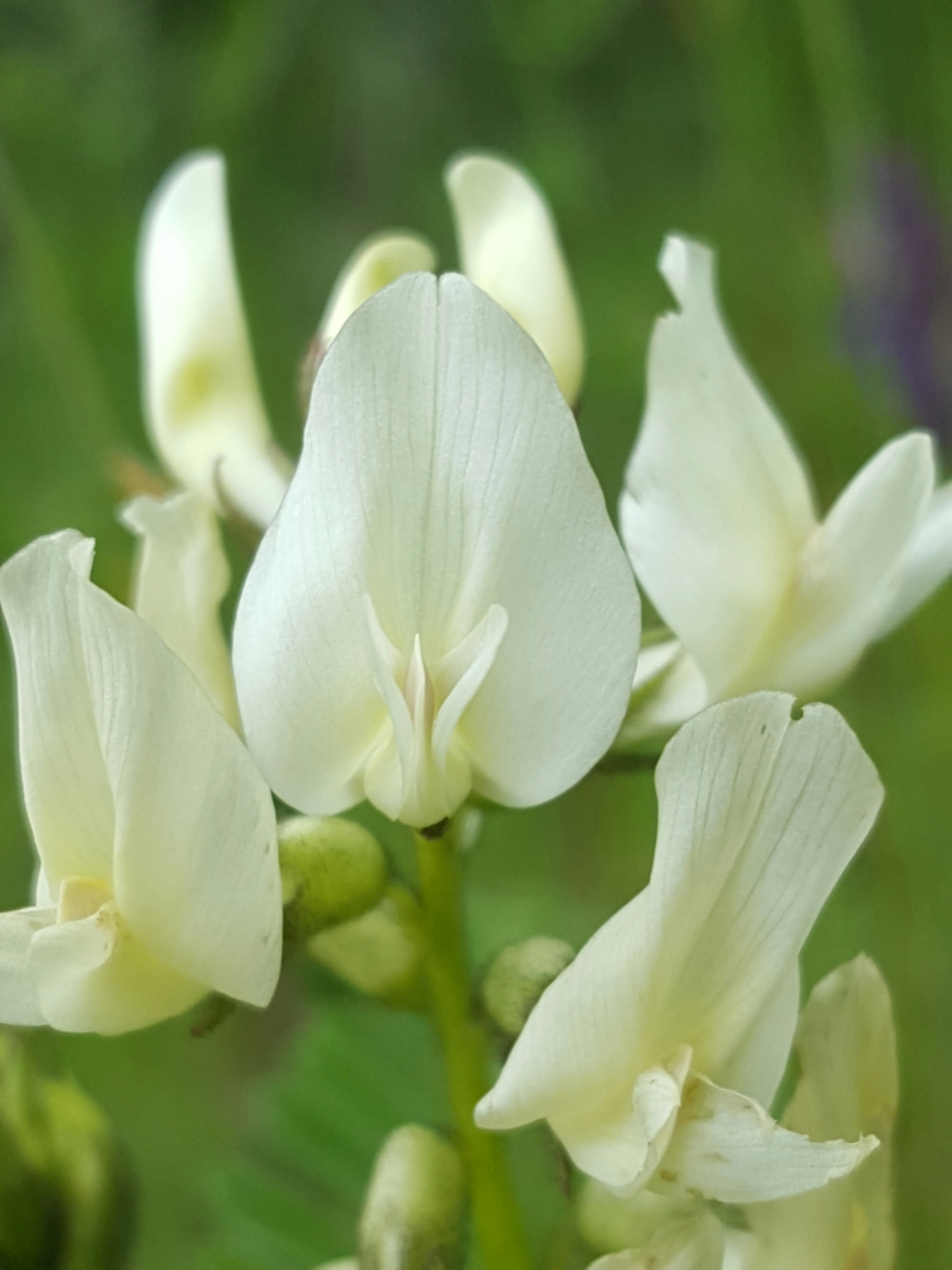 Astragalus accidens var. hendersonii