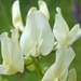 Henderson's Milkvetch - Photo (c) Alex Abair, some rights reserved (CC BY-NC), uploaded by Alex Abair