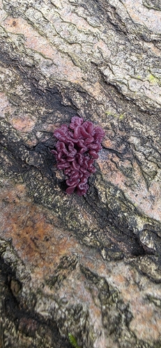 Purple Jellydisc