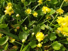 Halerpestes sarmentosa