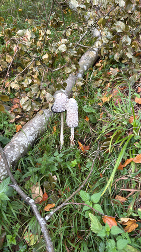 Shaggy Mane