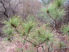 Pinus wallichiana