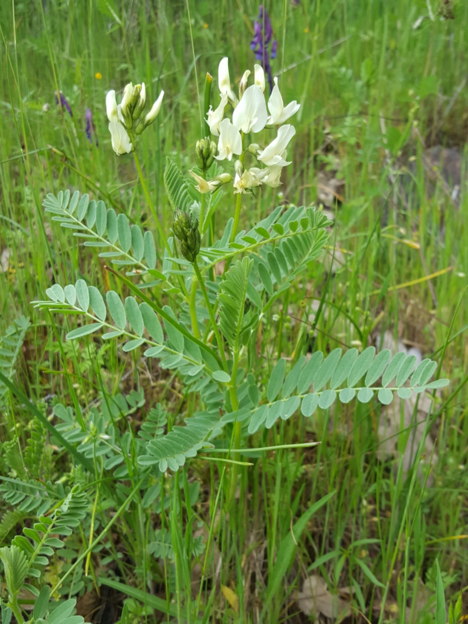 Astragalus accidens