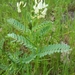 Rogue River Milkvetch - Photo (c) Alex Abair, some rights reserved (CC BY-NC), uploaded by Alex Abair