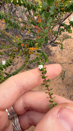 Styphelia cordifolia observed 2026-10-04