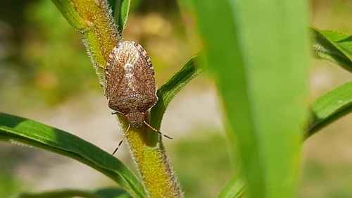Vernal Shield Bug
