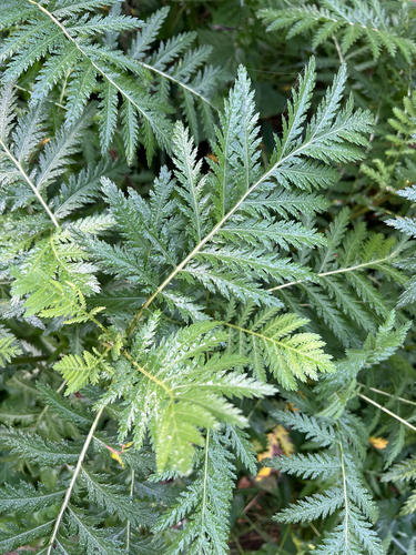 Common Tansy