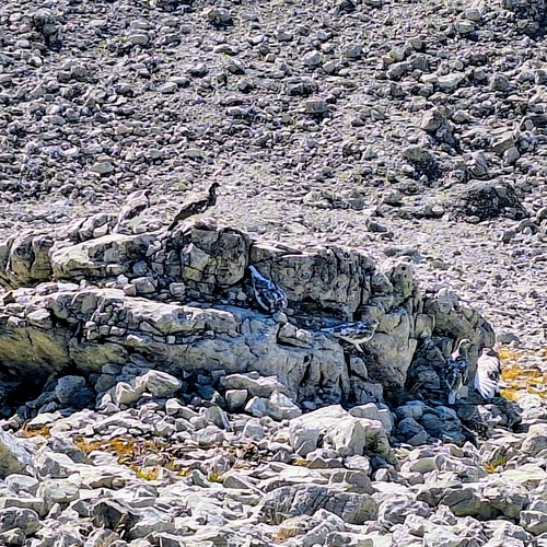 Rock Ptarmigan