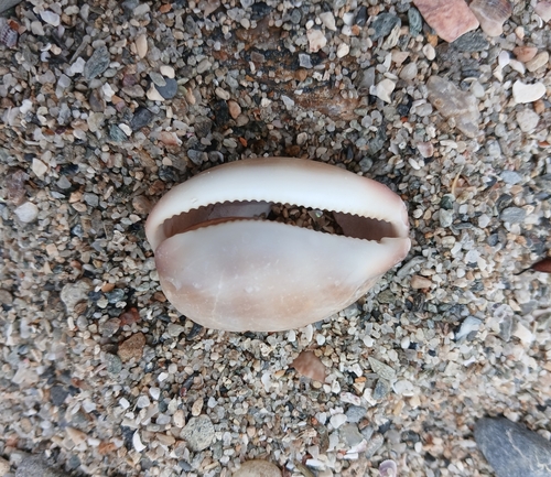 Cypraea reevei observed 2026-10-04