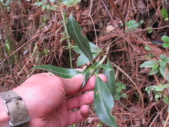Skimmia laureola