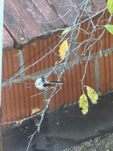 Long-tailed Tit