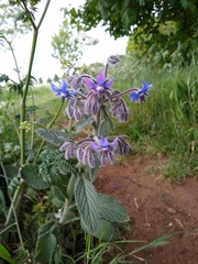 Borago officinalis