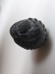 Phacops rana