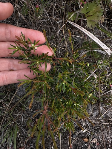 Pseudanthus orientalis observed 2026-10-04