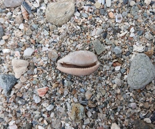 Notocypraea comptonii observed 2026-10-04