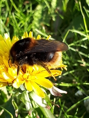 Bombus subterraneus