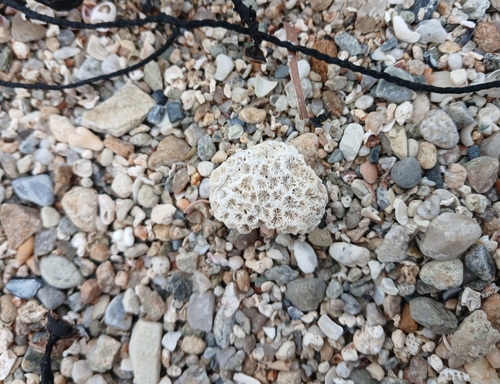 Plesiastrea versipora observed 2026-10-04