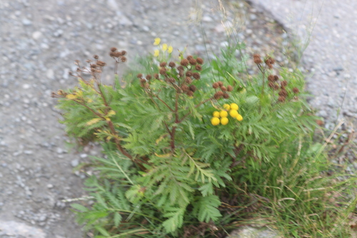 Common Tansy