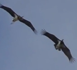 Black Stork