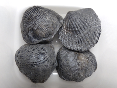 Spinatrypa spinosa