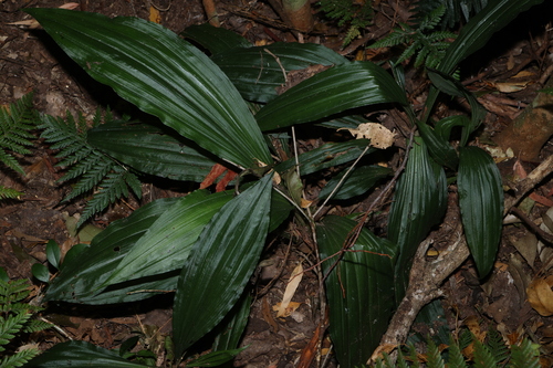 Calanthe triplicata observed 2026-10-04