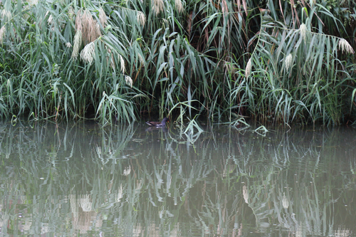 Eurasian Moorhen