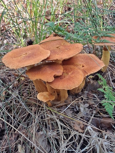 Spectacular Rustgill