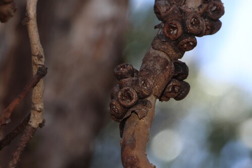 Eucalyptus banksii, 2026-10-04